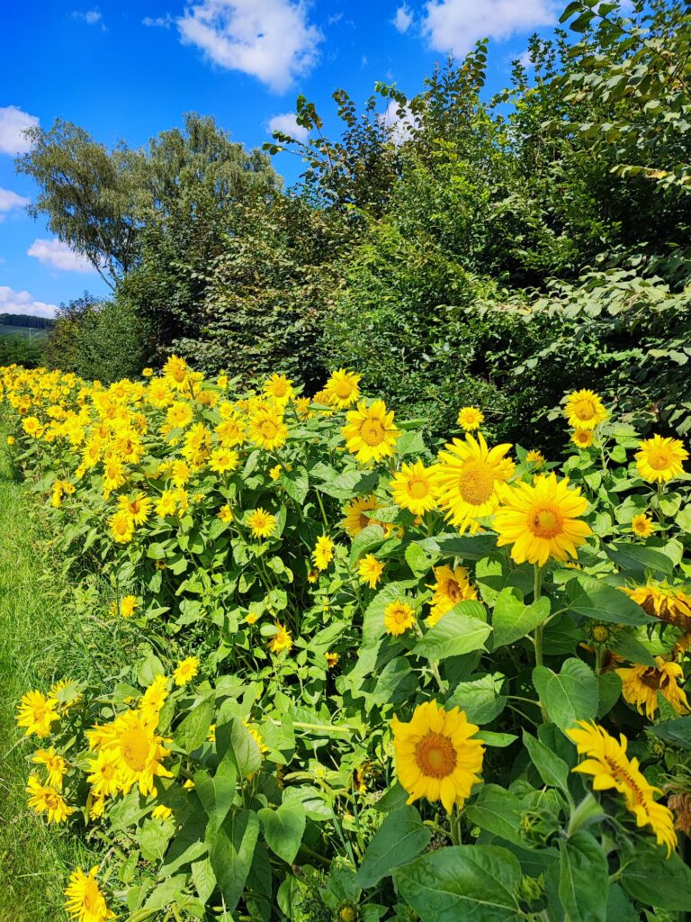 Sonnenblumen bei der Radtour Sauerlandring